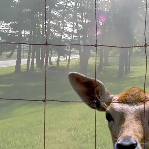 From Pets to People: Why Deer Fencing Protects More Than Just Yards