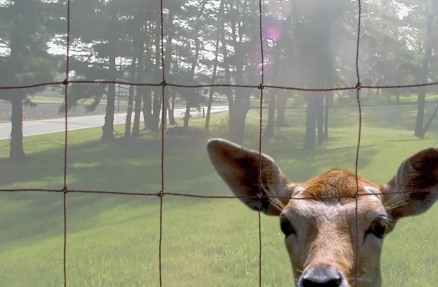 Deer Fencing