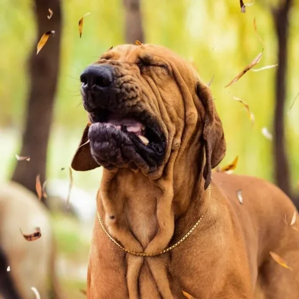 The Role of Health in Treating Allergies in Dogs